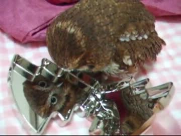 フクロウ、9回目の冬