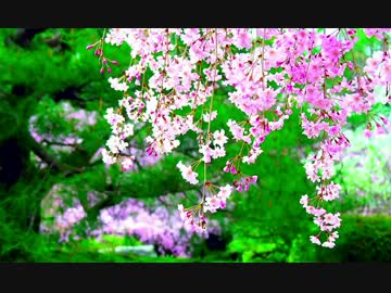 【ニコカラ】 森山直太朗 「さくら-Acoustic ver.-」【アコギ】