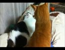 【構ってチャン】ドM猫とピザ猫(=‘ω‘=)【猫パンチ！】