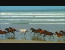 Wildlife.wmv