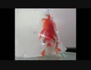 新入りの金魚