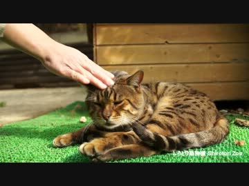 全国の動物園で見てきた動物を詰合せたった