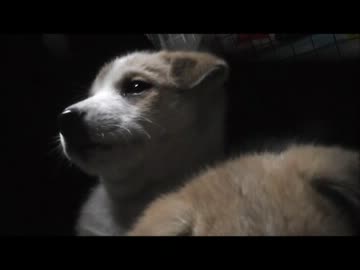 【忍犬】5日目～茶白の名前が決まりました(*^^*)～