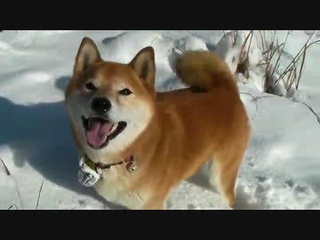 柴犬ジロー　7歳の冬