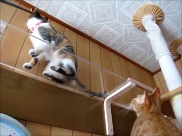 透明なキャットウォークの下から猫たちの肉球を見てみた