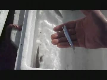 マッタリと港内エレベーター釣法！　その１