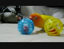 ボタンインコの日々。ボールであそぶ。