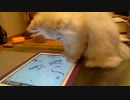 【チンチラの】iPadで遊ぶねこ【まりも】
