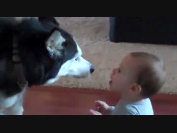 赤ちゃんとコミュニケーションを試みるハスキー犬