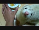 うちの子にお水をあげてみた