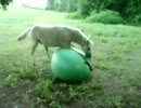 ボールで遊ぶ馬さん