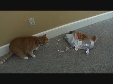 偽ぬこを一撃でやっつけるぬこ スーパースロー