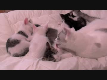くるねこ大和　20121205　ハイテク布団