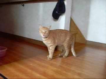 仔猫ボイスな茶トラ猫（３才）