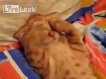 子猫の可愛い寝姿