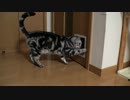 ジャンプでドアを開ける猫にネコ用ドアをつけてやったら…