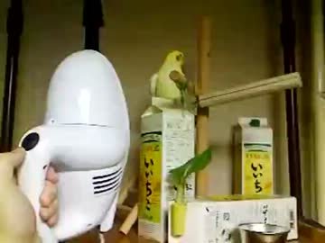 掃除機の音にテンション上がって来るインコ
