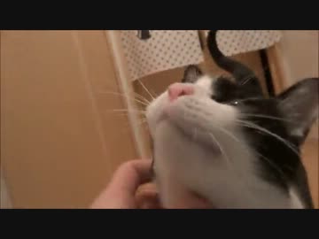 玄関開けて1分後のにゃんこ♪