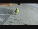 生後２ヶ月のセキセイインコと鈴で遊んでみた♪