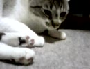 なめまわしてみた