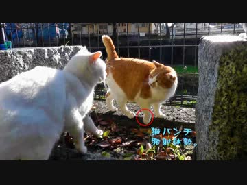 8ヶ月かけて仲良くなった茶白猫の尻尾の付け根を撫ぜたら怒られた。