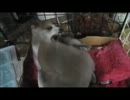 【忍犬】9日目～子犬の喧嘩小さくても獣(´･∀･`)～