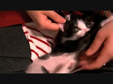 くるねこ大和　20121207　ハナハナミミミミピンポーン