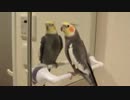 ジャパネットたかたを完璧に歌いこなすインコ