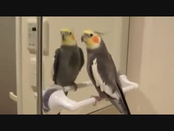 ジャパネットたかたを完璧に歌いこなすインコ