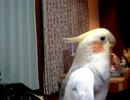 笑点のテーマを完璧に歌いこなすインコ