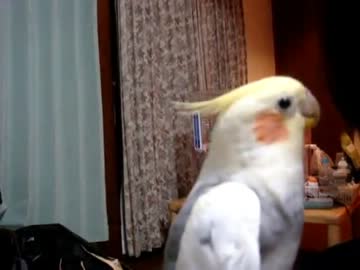 笑点のテーマを完璧に歌いこなすインコ