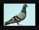 [Utau English] Pigeon Obsession [Czloid]