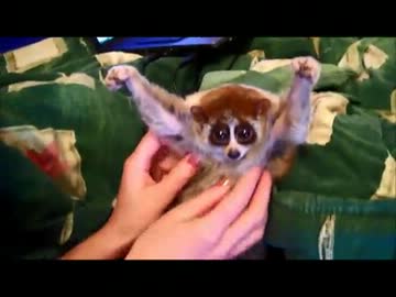 くすぐられる淫夢くん