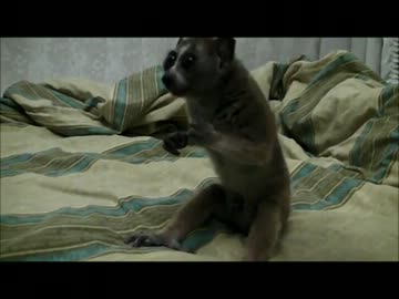 虫を食べる淫夢くん