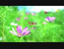 【自作曲】wind and petal【優しめソロピアノ】