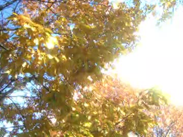 紅葉野火止用水緑道