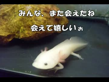 ◆ウーパールーパー飼ってみた◆お引越し編