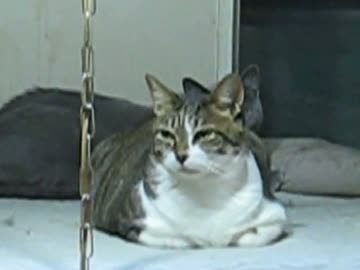 大量の猫たちがくつろいでる事案が発生