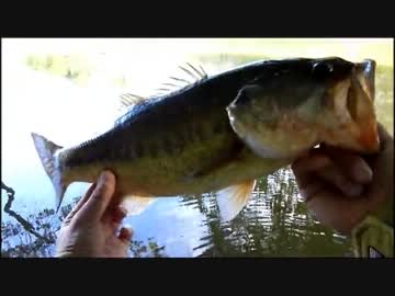 たぶんもっとバスは釣れる！　1