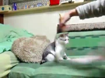 目を回してフェードアウトする猫