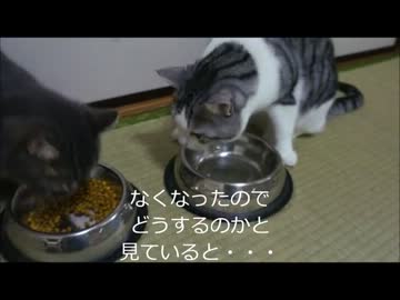 ツンギレのうちの猫がゴハンを横取りして抗議されまくっている