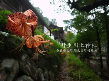【高画質】古社の風景 ～大和 丹生川上神社～