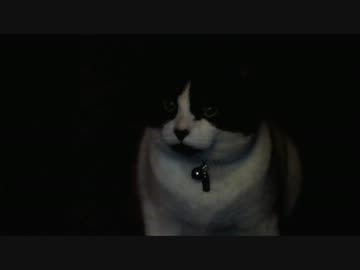 ストーカー猫と悩む黒猫