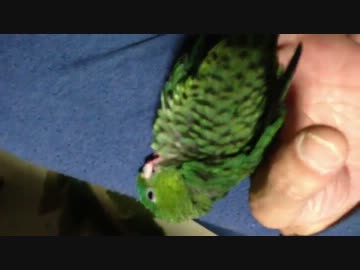 くーたんの癒し動画