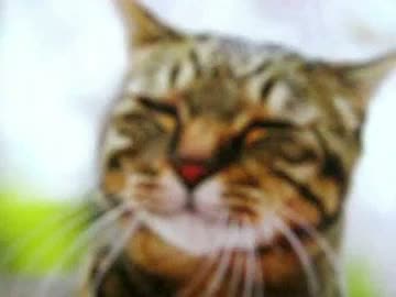 部屋の扉を少しだけ開けて待ってると可愛い