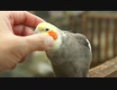 インコ好きは悶絶必死。鳥だけの動物園で鳥と触れあいまくってきた