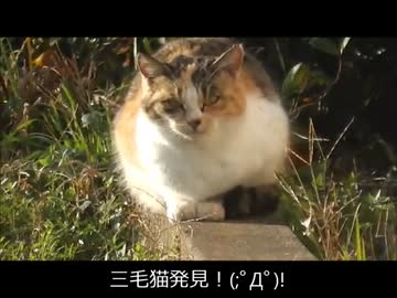 【忍犬】12日目～ザル警備の子犬達～