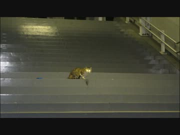 公務員試験落ちたから傷心旅行行ってくる（11日目）