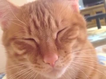 猫がのしかかってきて暑くるしい