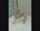 コロコロにびびるコロコロしてる猫